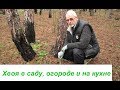 Хвоя в саду, огороде и на кухне