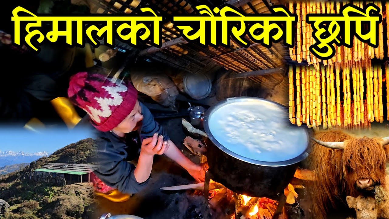 भालु लाग्ने जङ्गलको बिचमा चौरिको छुर्पी बनाएर महिनाकै लाखौ कमाउने राइनी दिदी himalayan local chew