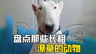 盤點那些長相潦草的動物，真是醜出了天際！#萌宠 #萌寵 #爆笑 #搞笑#搞笑视频#搞笑合集#搞笑挑战#搞笑視頻