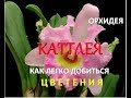 ЛЕГКИЙ СПОСОБ ЗАЦВЕСТИ КАТТЛЕЮ _