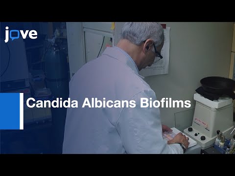 วีดีโอ: Candida albicans Dubliniensis คืออะไร?