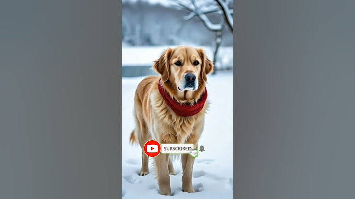 "Freezing Paws: A Cold Winter Day"