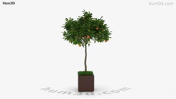 Orange Tree in a Pot 3D model by 3DModels.org