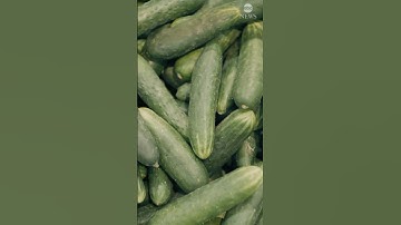 Salmonella outbreak linked to cucumbers
