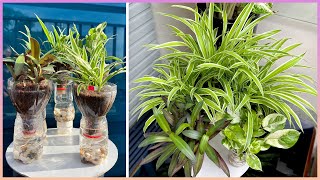 Great recycling you should not ignore, tips for cleaning living space with green plants