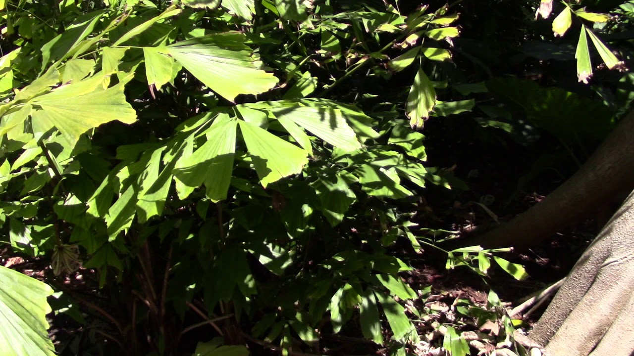Caryota monostachya Palm