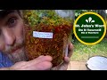 St. Johns Wort, Do it yourself, Oil and Tincture | with Yarrow Willard