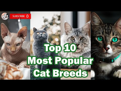 Video: Meest Populaire Kattenrassen