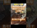 1年以上そのままの状態のお亡くなりになった場所#shorts