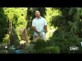 Evergreens: How to Protect Plants in Winter Evergreens: How to Protect Plants in Winter