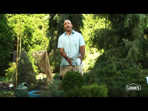 Evergreens: How To Protect Plants In Winter
