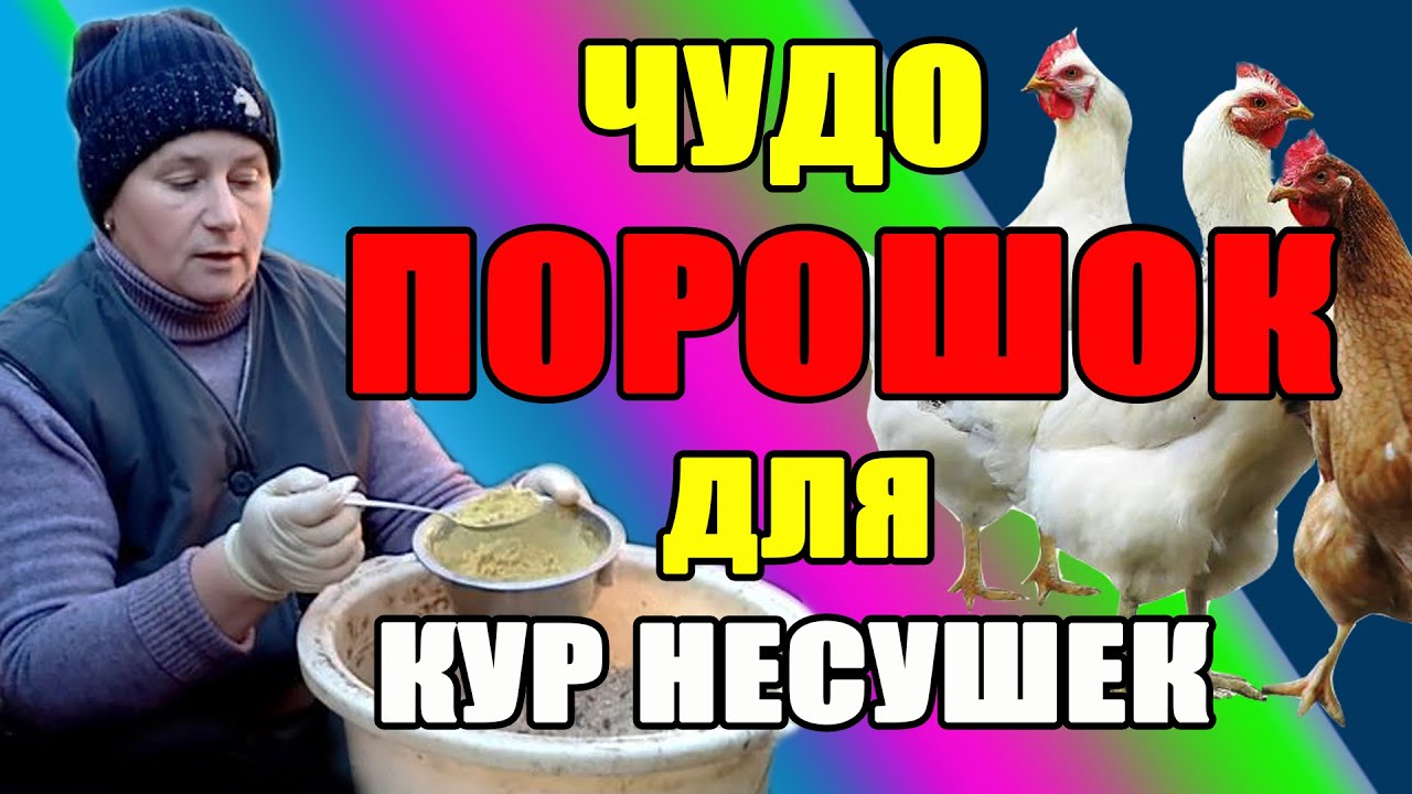 Чудо порошок для кур несушек. Как помочь курам в холодное время. - YouTube