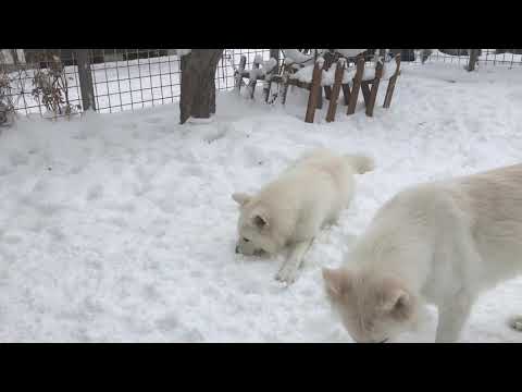 12月16日朝から元気