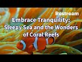 Embrace Tranquility: Sleepy Sea and the Wonders of Coral Reefs #relaxingmusic #coralreefs #nature