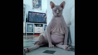 Приколы с котами - вкусная валерьянка Приколы с котами - вкусная валерьянка