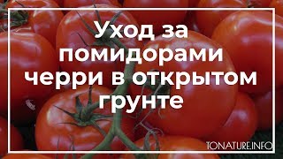 Уход за помидорами черри в открытом грунте | toNature.Info
