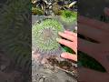 Animal Disappears When Touched! (Satisfying) #shorts