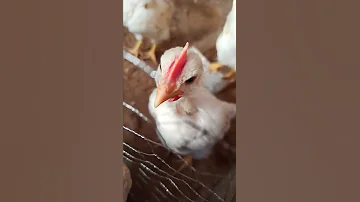 لم أميز بعد الذكر من الأنثى الكتاكيت Chick 