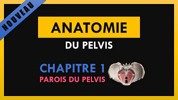 C'est quoi le pelvis ?