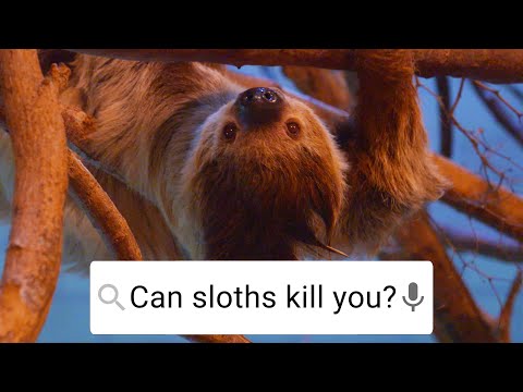 Can Sloths Kill You? | Weird Animal Searches | BBC Earth