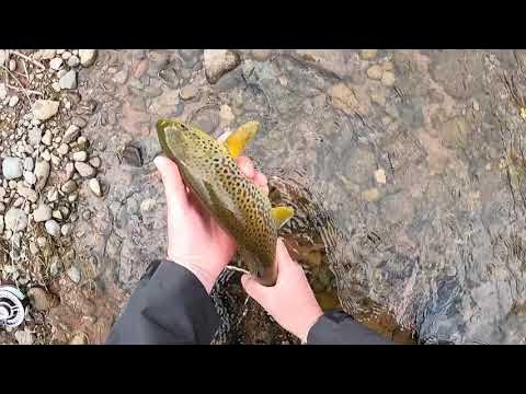 River Eamont brown trout dry fly fishing