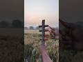 Expert Bamboo Slingshot Entertainment Solutions #BambooGun #SlingshotDIY #ColorfulToy #viralreelsシ
