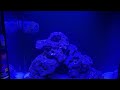 Clownfish and coral are doing great in the Hello Reef tank! #reeflife #saltwaterfix #youtube 