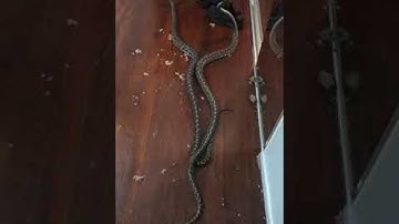 Battle of the Pythons || ViralHog