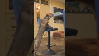 Can A 4-Month-Old Mixed Breed Puppy Resist The Ultimate Temptation?