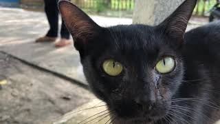 Black Cat Sound meowing so sweet.. by CC Strong 422 views 6 months ago 57 seconds