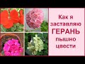 Как я заставляю Герань пышно цвести (личный опыт) 🌺 4 цвета в одном горшке