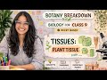 Tissue | Plant Tissue | Class 9, NEET, RPSC, BSc, CUET | Biology | NCERT | Botany Breakdown 