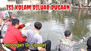 FULL STRIKE | MANCING BORONGAN BAWAL PATIN MONSTER | DI PERTAMINA PONDOK RANJI CIPUTAT