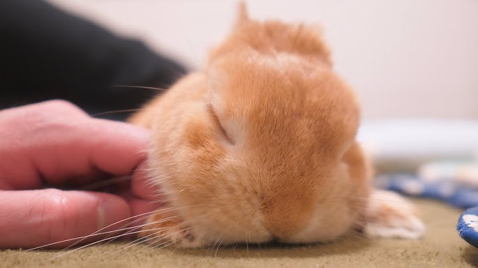 うさケツをモフモフすると頭を撫でてと催促してくるウサギがこちら No 359 Youtube