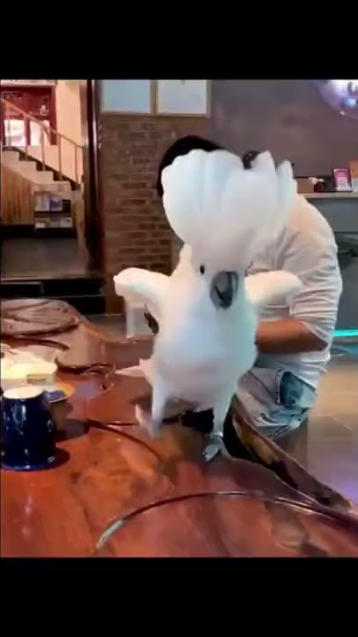 Burung Kakatua Joget