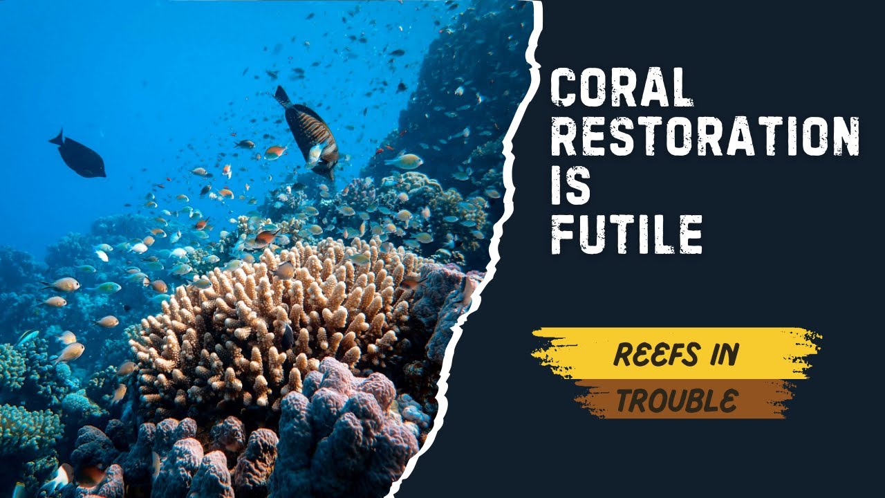 Coral Restoration In Trouble: Why Saving Reefs Takes More Planting Coral
