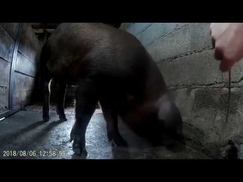 დუროკის სადედე---.durok-pietren