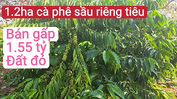 Bán nhà rẫy cà phê đất đỏ giá rẻ, xen sầu riêng tiêu, bất động sản đất rẫy