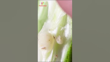 Vegetable in Macro Zoom |Close shots |Zoom in Shots |Macro Shots 🥑🥬😮