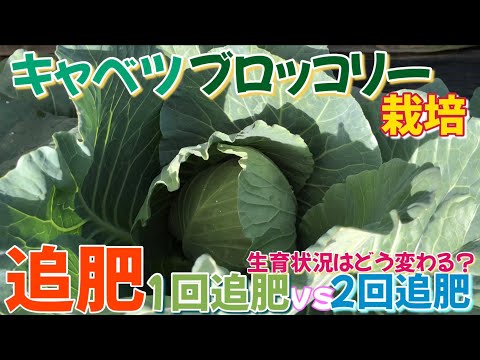 キャベツの肥料の基本とコツ