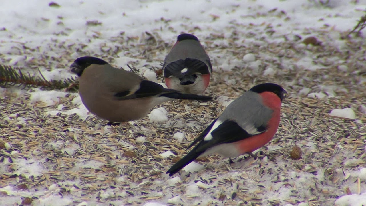 DOMHERRE Eurasian Bullfinch  (Pyrrhula pyrrhula)  Klipp - 3339