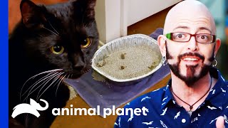 Kitten's Litter Box Needs A Serious Upgrade! | My Cat From Hell