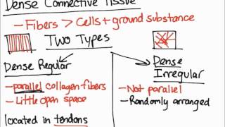 Dense Connective Tissue