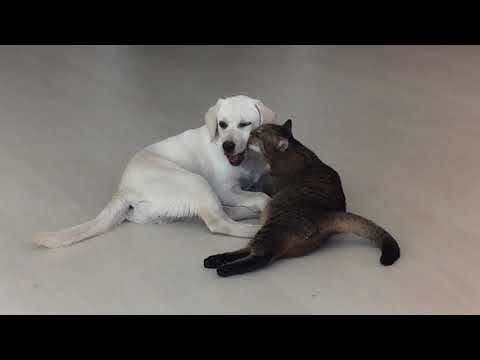 Собака и кот в квартире | Лабрадор Бэтти и кот Cерик подружились