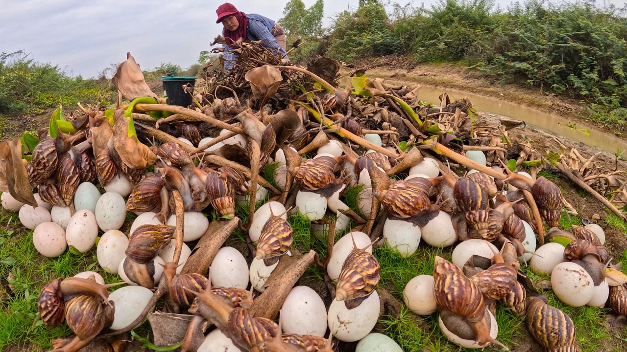 Harvesting Giant Snails and Fresh Duck Eggs in the Field