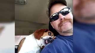 Heartwarming photo of rescue dog s freedom ride goes viral
