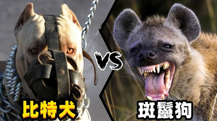 比特犬vs斑鬣狗，當老虎剋星遇到肛腸科主任，誰會笑到最後呢？ - 天天要聞