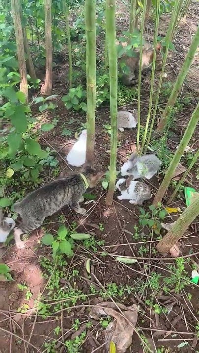 Adorable pets #bunnies #pet #cuteanimal #cute - YouTube