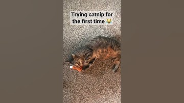 Cat’s adorable reaction to trying catnip for the first time 😻