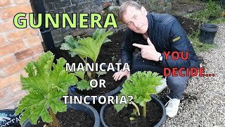 GUNNERA. But is it MANICATA or TINCTORIA?  YOU DECIDE...